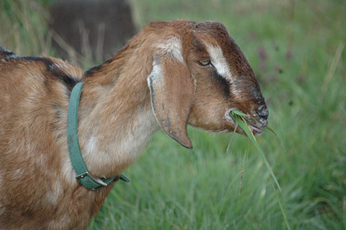 the goats are owned by a local