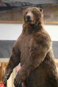 Bear at MSO Airport