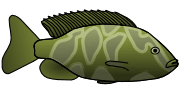 green-fish