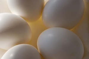 harvard-egg-and-nest