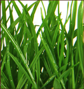 seatacgrass