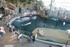 Chicago Shedd Aquarium - oceanarium