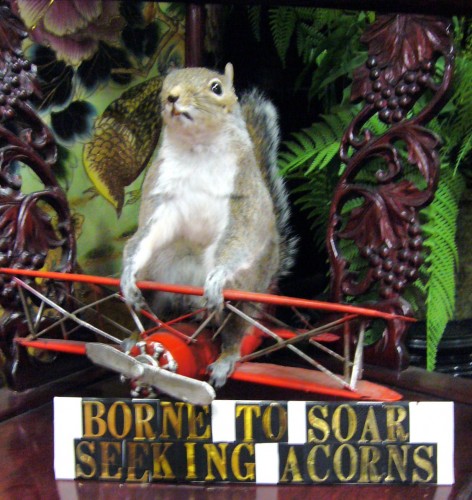 Spokane museum Marvin Carr squirrel