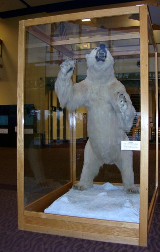 Ted Stevens Anchorage International Airport Polar Bear