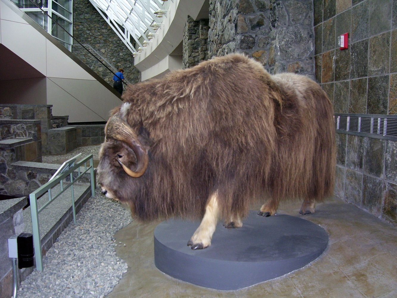Musk Ox on display at Anchorage International Airport