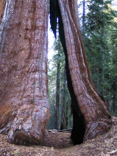 Giant Sequoia - Sequoia National Park