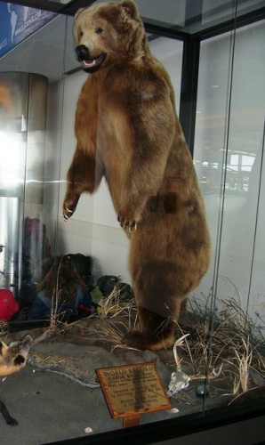 Ancorage Airport World Record Kodiak Bear