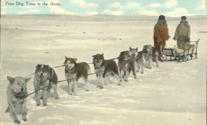Alaska dog sled postcard