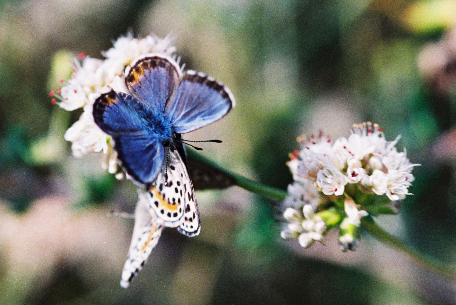 El Segundo Blue butterfly Archives Stuck at the Airport