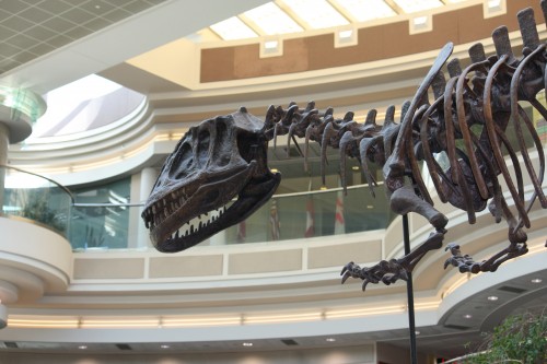 Yangchuanosaurus dinosaur skeleton at ATL 