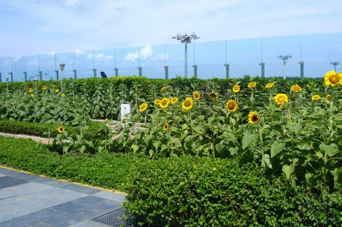 Changi -Sunflower garden