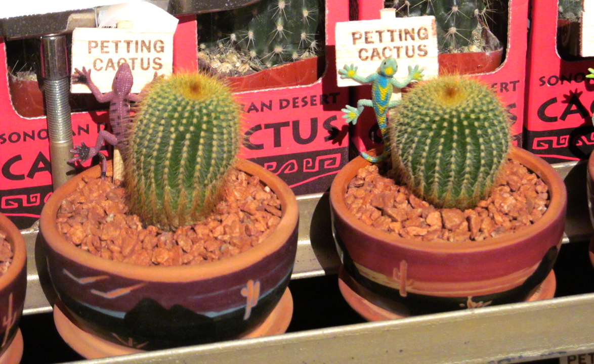 PHX_Petting cactus