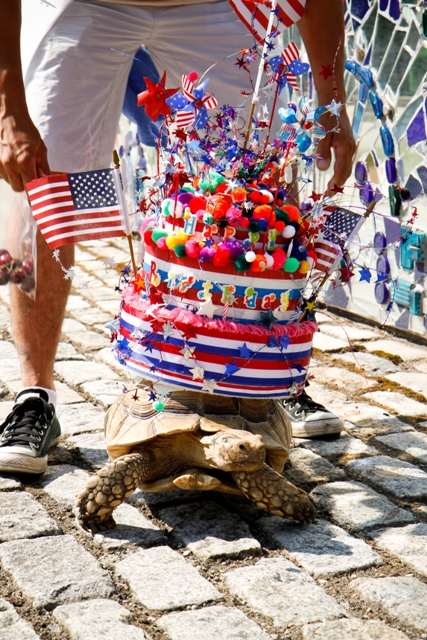 Tortoise pet parade
