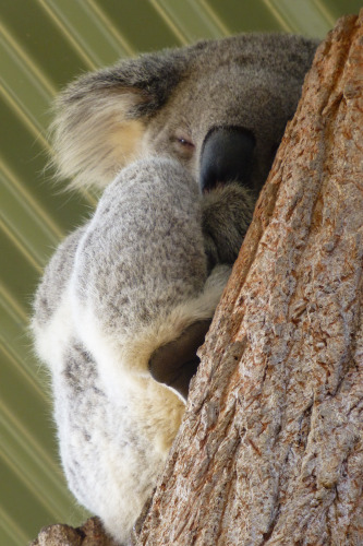 Sydney Koala