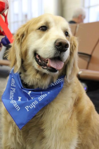 San Antonio Airport _ Pups and Planes Program dogs wear blue bandanas
