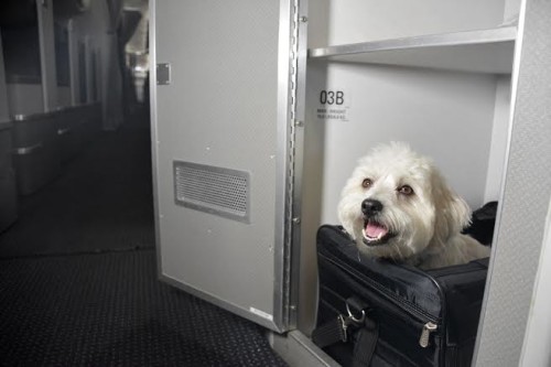 American Airlines first class pets