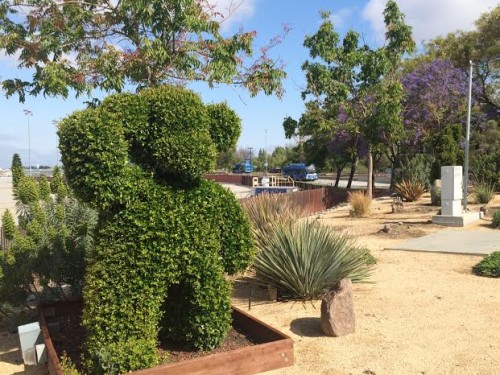 01_Mineta San Jose Int'l Airport - The topiary bear that greets motorists at SJC is in no danger