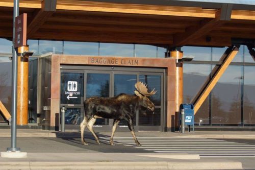 4_This moose stopped by Jackson Hole Airport in October 2015. Photo courtesy Philip Bollman