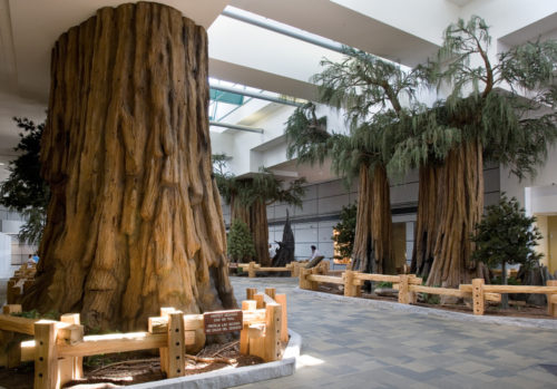 Fresno airport tree