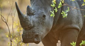 Airlines pledge to stop illegal wildlife trade