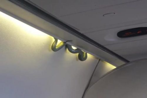 venomous-snake-stows-away-in-passenger-cabin-of-aeromexico-flight