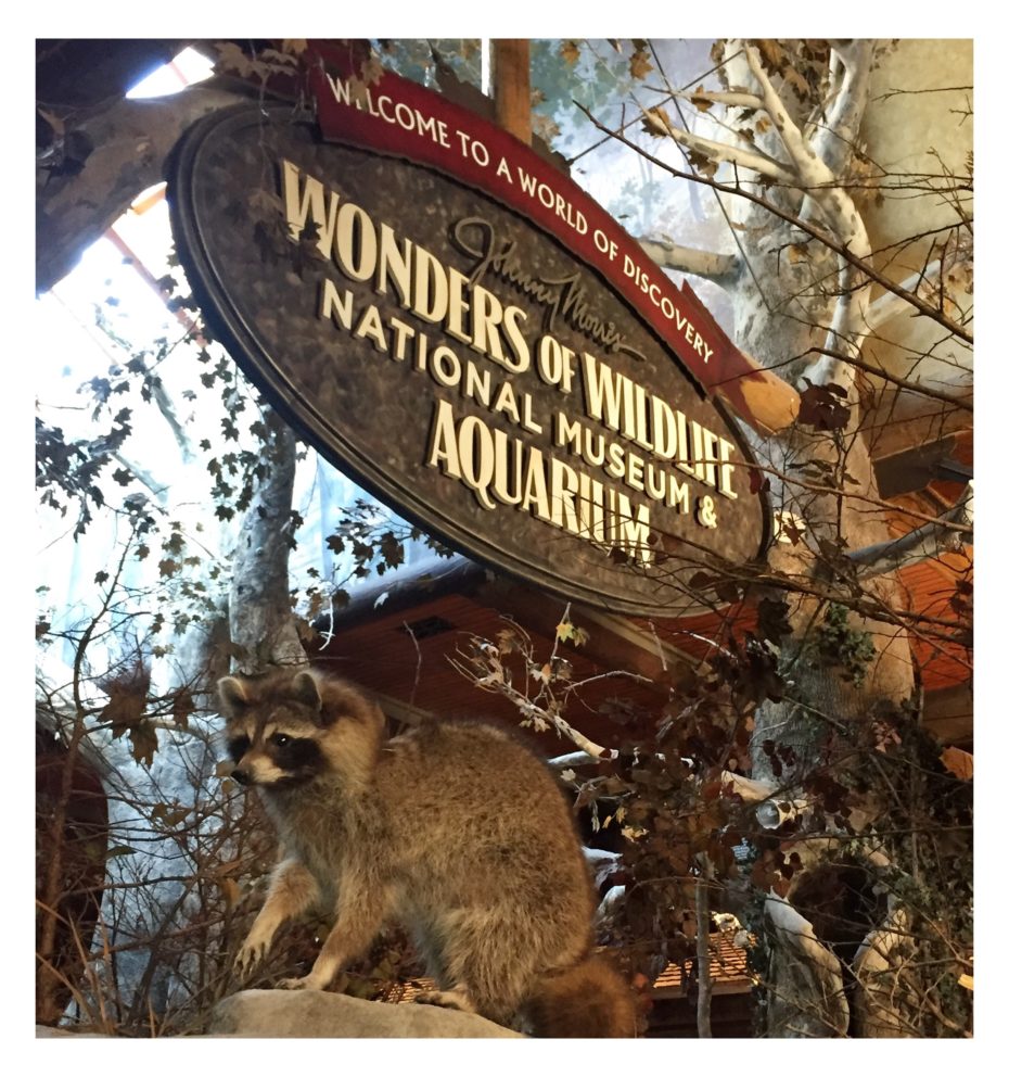 Wonders of Wildlife Museum & Aquarium Archives Stuck at the Airport