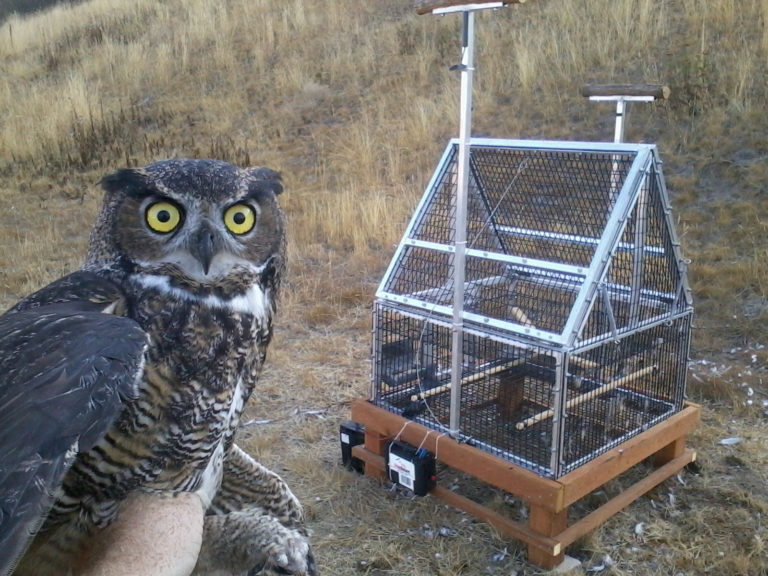 Wild animals at airports Stuck at the Airport
