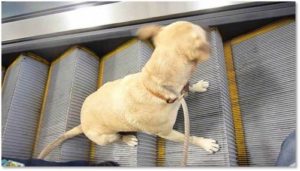 Tampa Int’l latest airport to tighten leash on pets