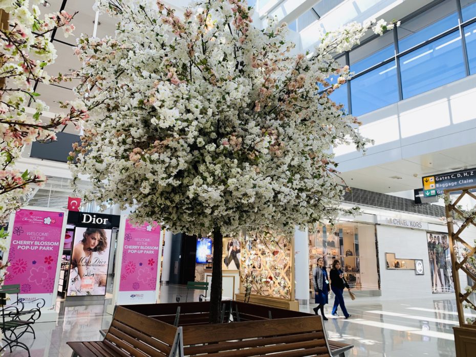 DCarea airports celebrate Cherry Blossom season Stuck at the Airport