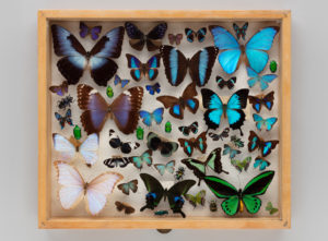 Museum Monday: Insects at San Francisco Int’l Airport