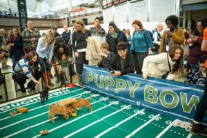 Cute alert: Denver Int’l Airport Puppy Bowl