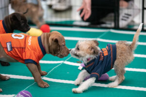 Denver International Airport’s Puppy Bowl