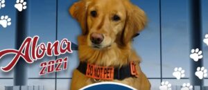 Airports have gone to the dogs