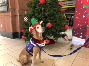 Holiday Petting Zone at Phoenix Sky Harbor Airport
