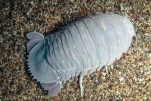 isopods, Bathynomus giganteus, Giant isopod, crustaceans, deep sea
A Giant isopod on substrate