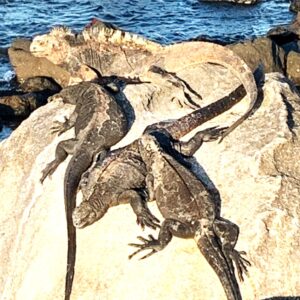 Iguanas: Airport Amenity in the Galapagos