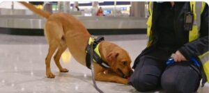 Airports celebrate National Puppy Day