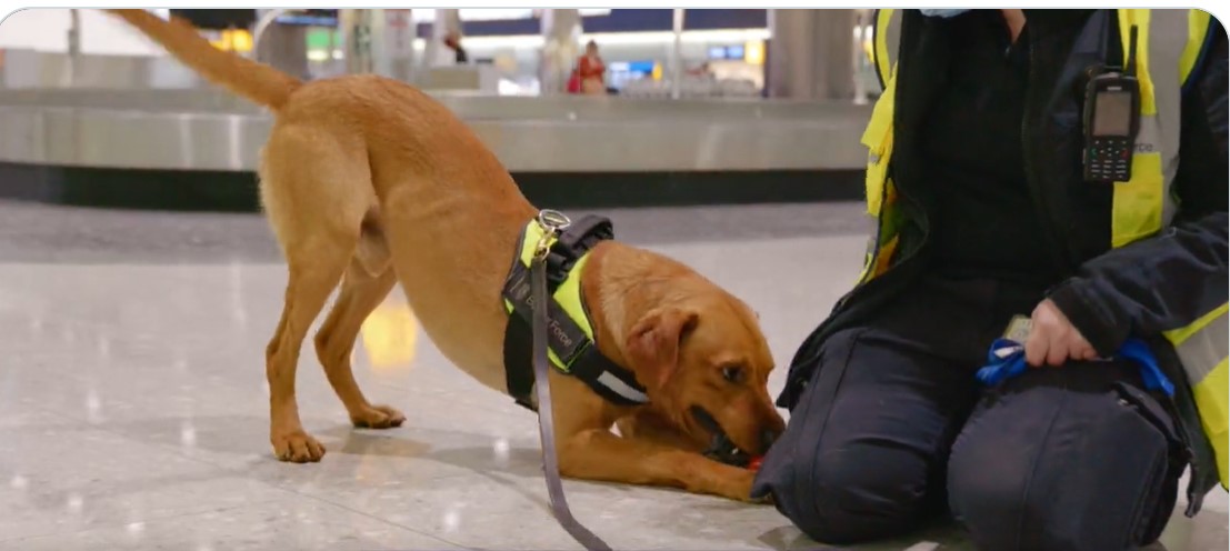 Airports celebrate National Puppy Day