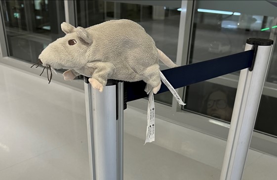 Who left this rat at Norway’s Bergen Airport?