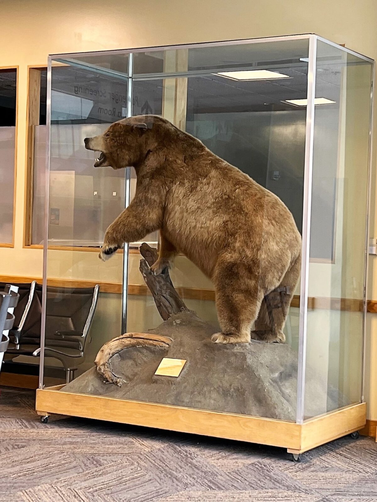 Wildlife spotted at Juneau International Airport