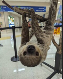 Travel was a zoo at San Antonio Int’l Airport