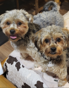 Pets are fetching their piece of the travel boom