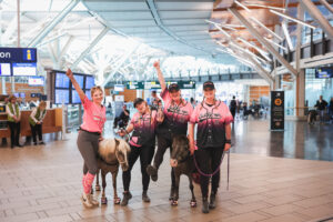 Miniature horses at Vancouver Int’l Airport