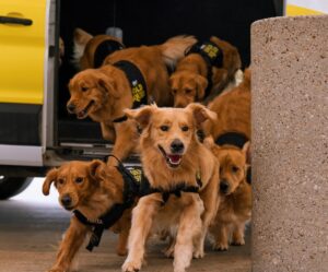 Free clothes + cool pups at an airport near you
