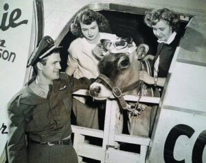 Raise a glass of milk to the flying cow